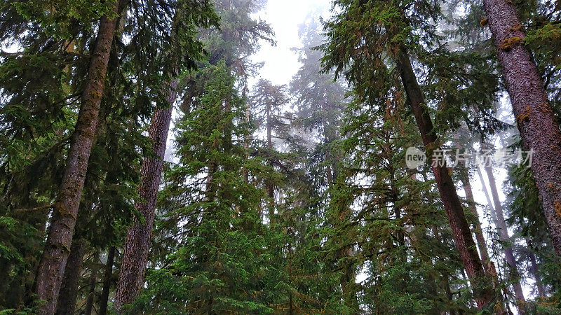 Hoh雨林晨雾，奥林匹克国家公园，华盛顿