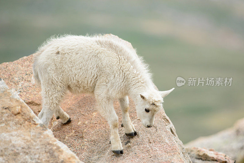 小山羊往下看