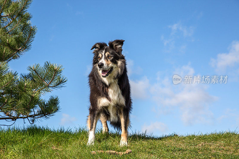 草地上友善的边境牧羊犬