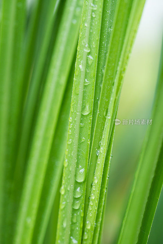 美丽的绿叶与水珠的背景