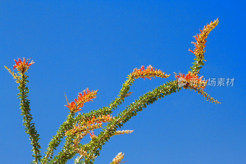 Anza-Borrego州立公园:盛开的Ocotillo，蓝天(特写)