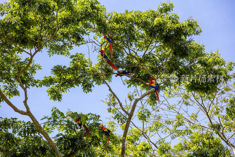 鲜红金刚鹦鹉栖息在树上，映衬着晴朗的天空