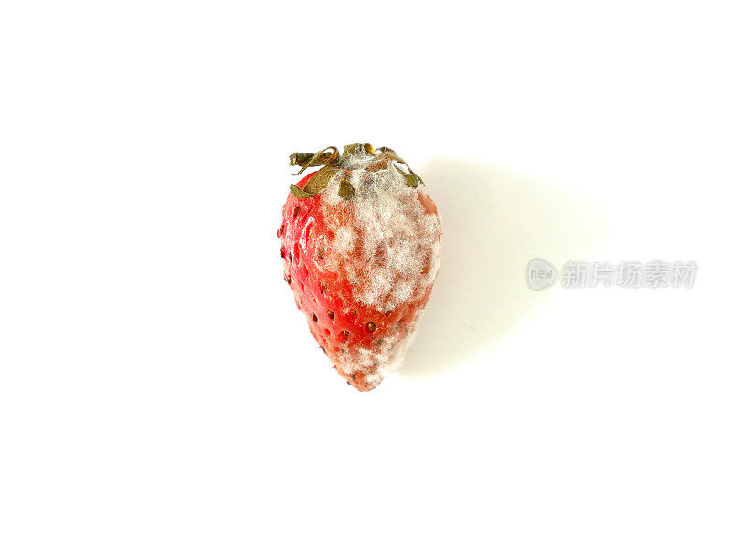 腐烂的草莓上长满了霉菌