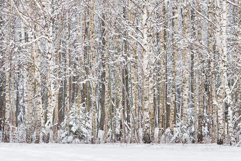 俄罗斯的桦树。俄罗斯冬天的风景是白桦林。白桦树的树干和冬天森林里的雪。冬季白桦林背景。冬天的白桦林。白俄罗斯