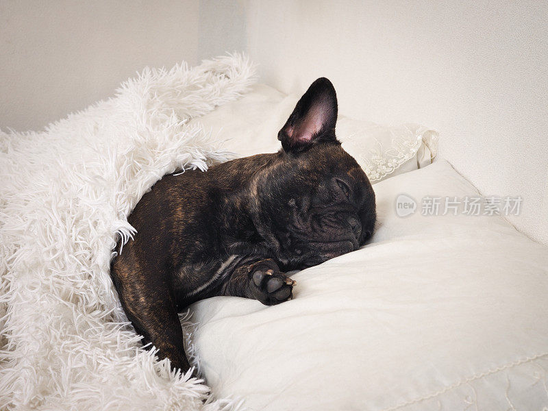 有趣的狗睡在一张毛茸茸的白色毯子下面的床上