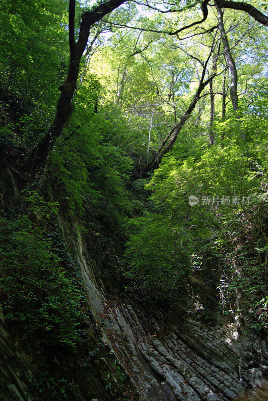 雨林中的石头峡谷