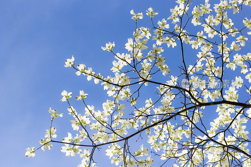 盛开的山茱萸枝对春天的天空