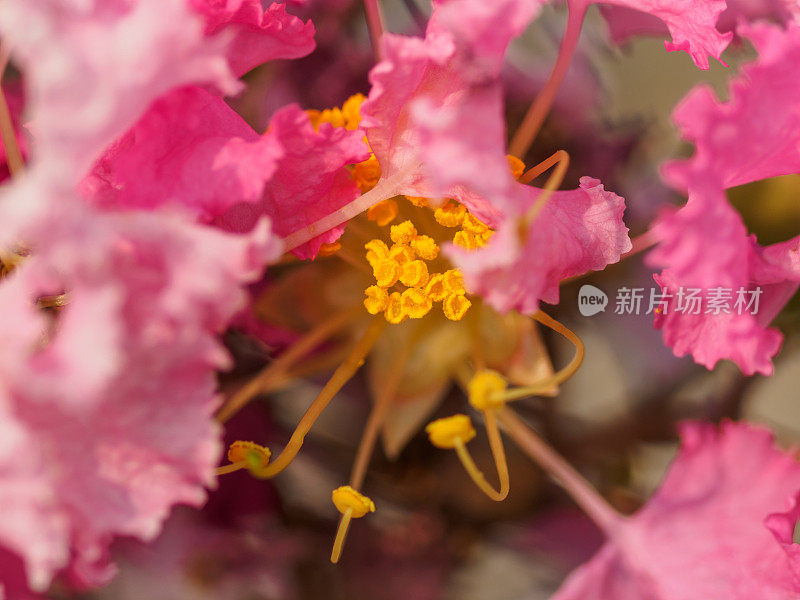 夏季花卉系列，细致的紫薇花(紫薇属)