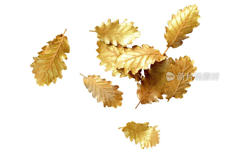 金色的叶子在白色的背景与复制空间