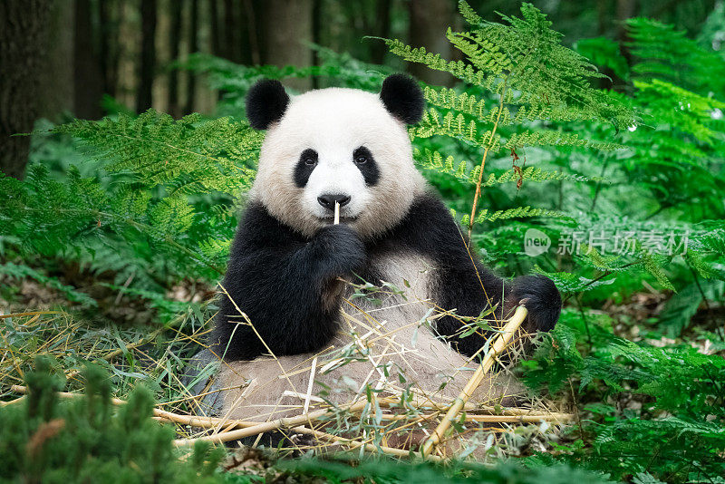 大熊猫坐在雨林里
