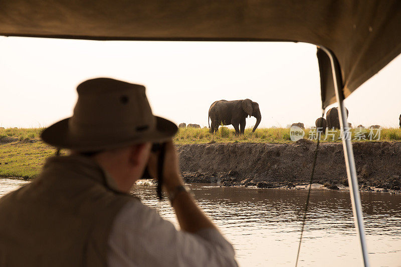 在丘比国家公园的丘比河拍摄大象