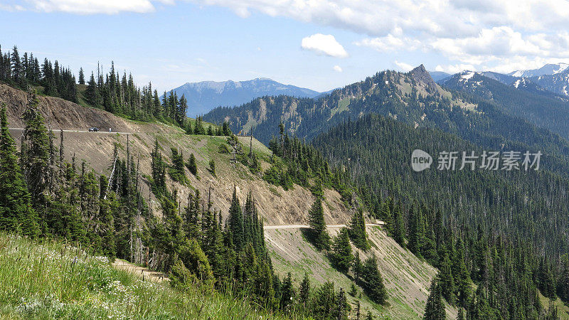 洛杉矶山，飓风山小径，野花，奥林匹克国家公园，华盛顿