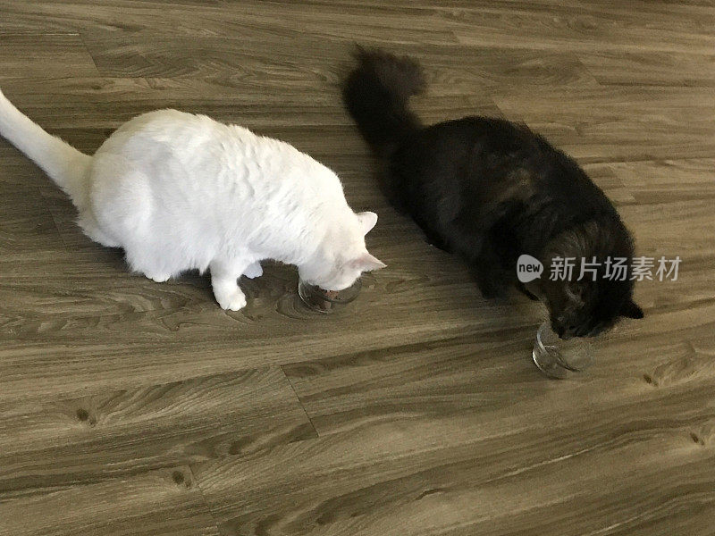 两只猫，一只缅因猫和一只土耳其安哥拉猫正在吃他们的晚餐。