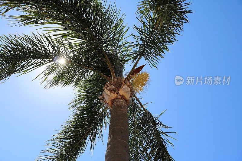 在澳大利亚的椰子树下度假