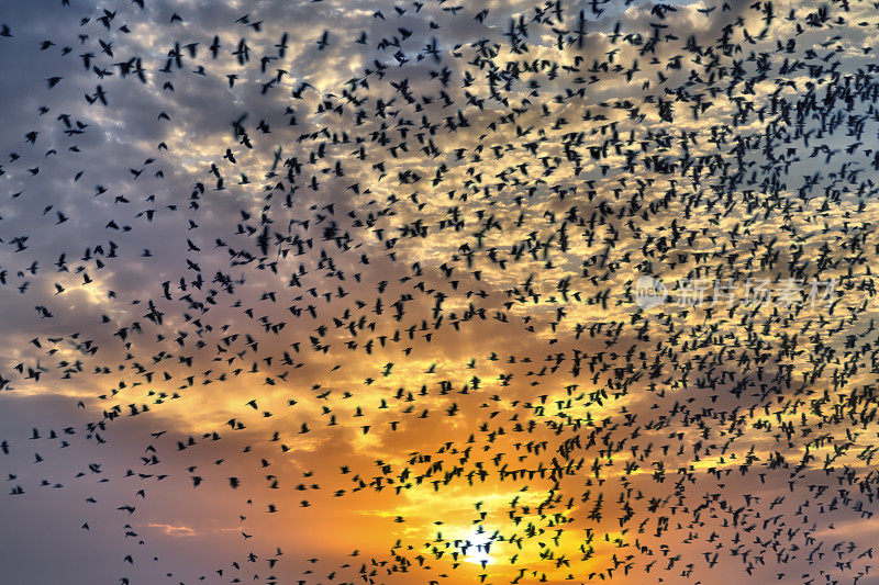 夕阳中飞翔的鸟群