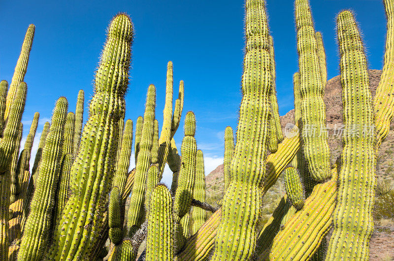 管风琴管仙人掌国家纪念碑在亚利桑那州的索诺拉沙漠-在辉煌的天空下壮观的管风琴管仙人掌的顶部特写