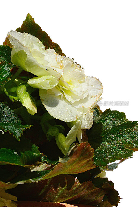 开花的白色杂交矮牵牛花在一个花盆，白色的背景