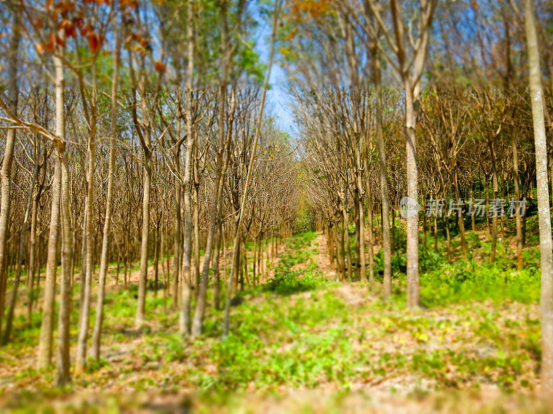 橡胶树(橡胶树)抽汁