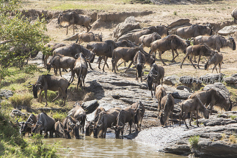肯尼亚马赛马拉，一群角马在喝一条河里的水