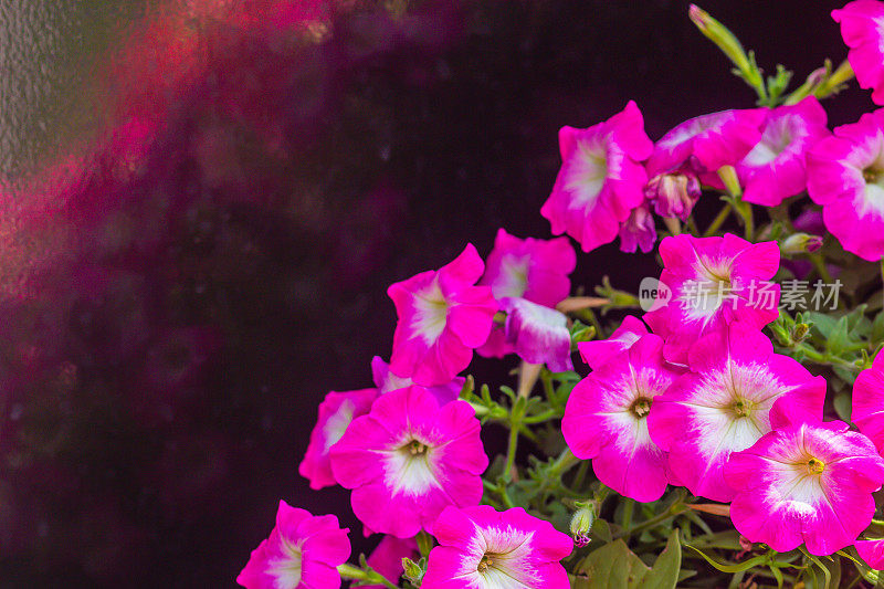 美丽的粉红色矮牵牛花与白色花粉和复制空间。矮牵牛花是我们最受欢迎的夏季床上植物之一，整个夏天开花，直到秋季的第一场严重霜冻。