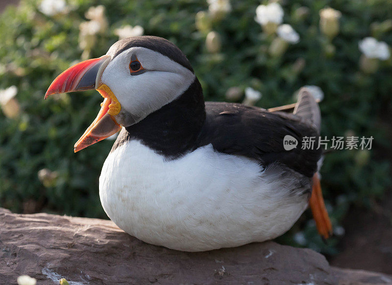 角嘴海雀