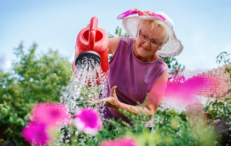 年长妇女工作在她的花园与植物。爱好和休闲