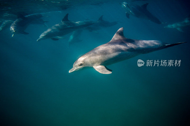水下的野生瓶鼻海豚