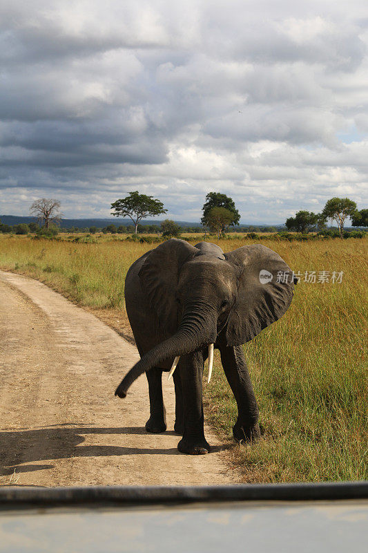 非洲野生动物园，非洲坦桑尼亚的自然景观。非洲旅行。旅游热。