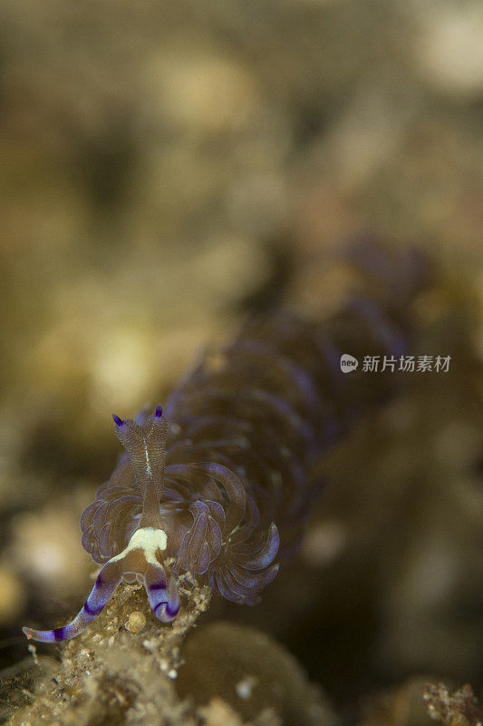 裸鳃亚目动物蓝色的龙