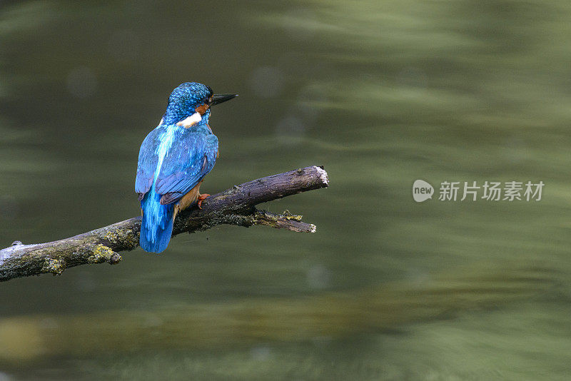 雄鸟坐在树枝上