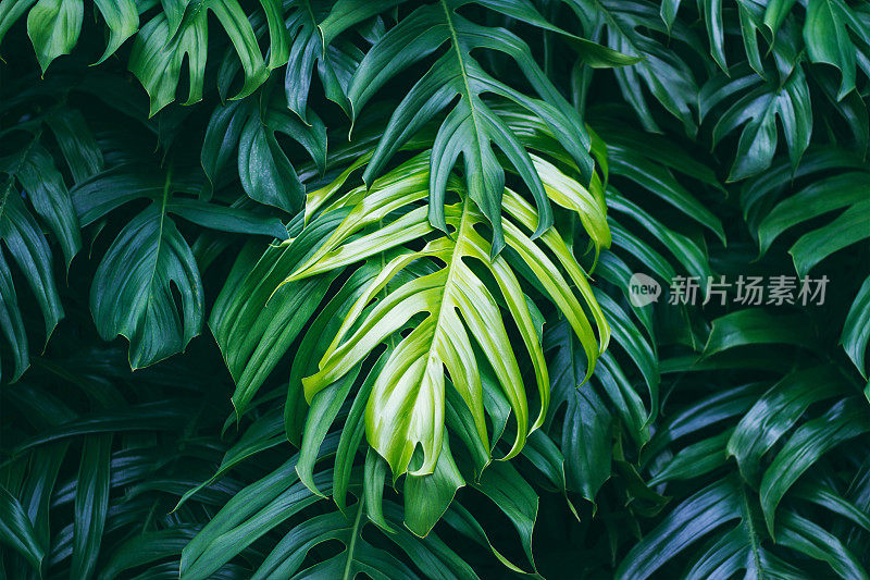热带绿叶深色背景，自然夏季森林植物概念