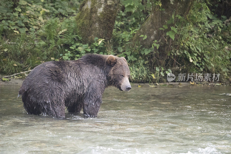 灰熊钓鲑鱼