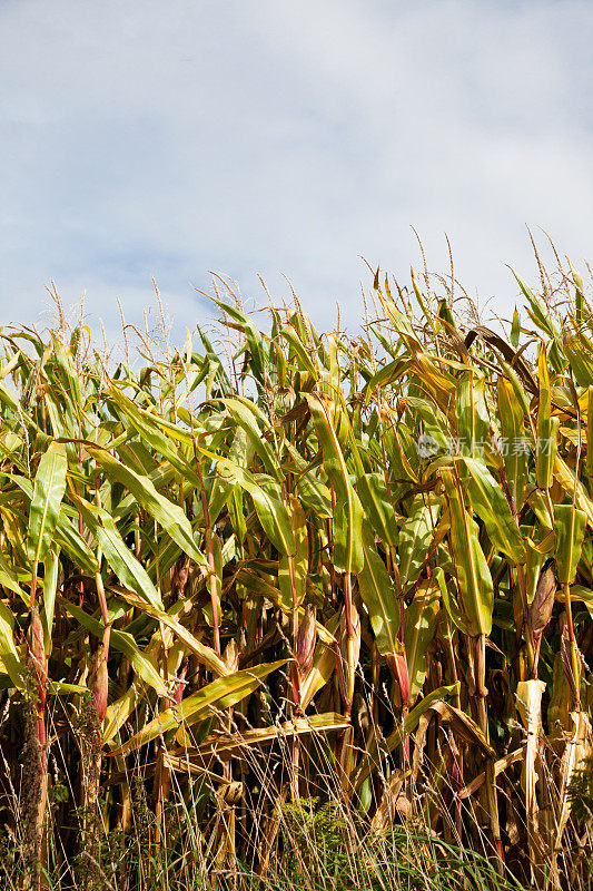 在法国布列塔尼，天空下成熟的玉米田
