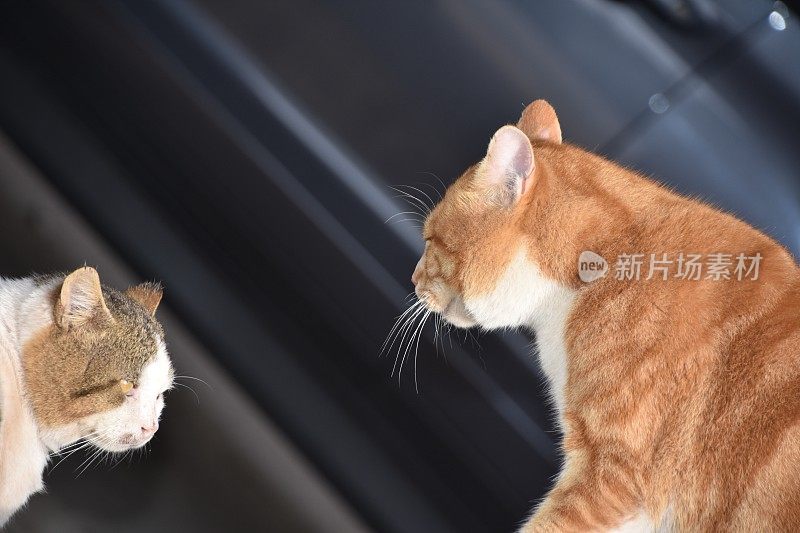 流浪猫在街上打架