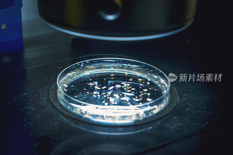 美丽多彩的细菌培养在培养皿实验室真菌和细菌