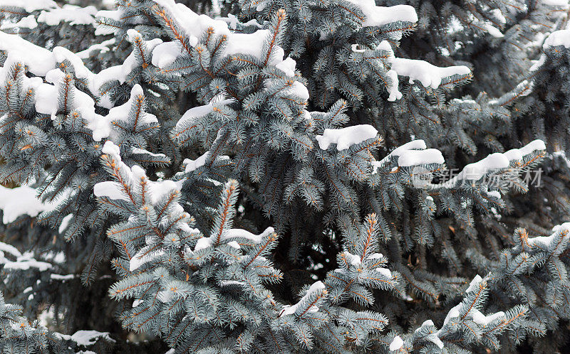 圣诞树(或冷杉树)的树枝覆盖着雪