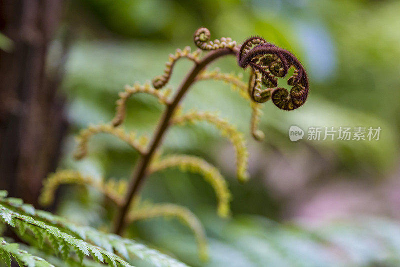 蕨类植物