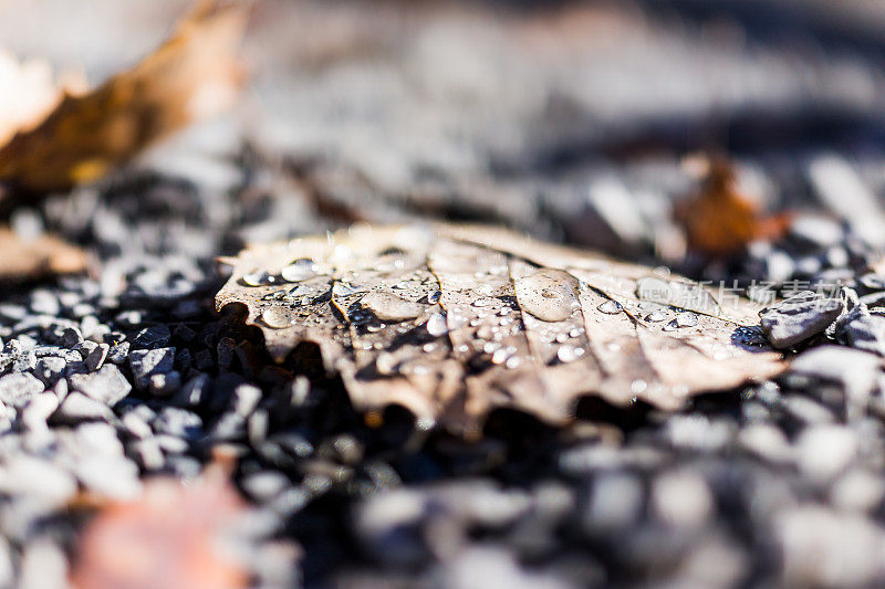 微距特写的水露珠雨滴在秋天的棕色树叶在地面上的岩石显示散，细节，结构和纹理