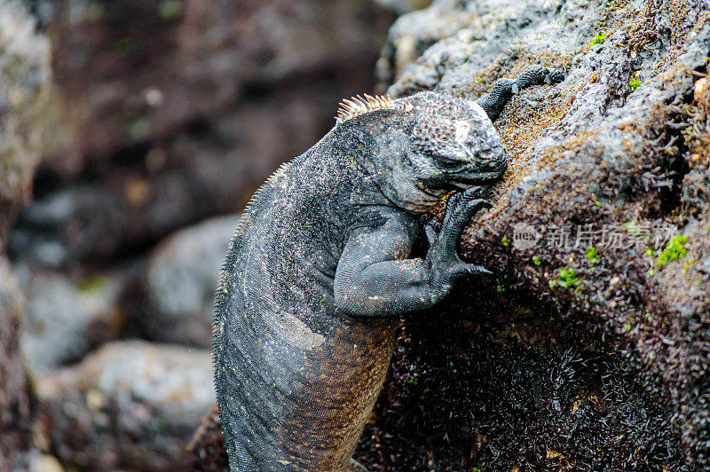 海鬣蜥在加拉帕戈斯群岛上进食