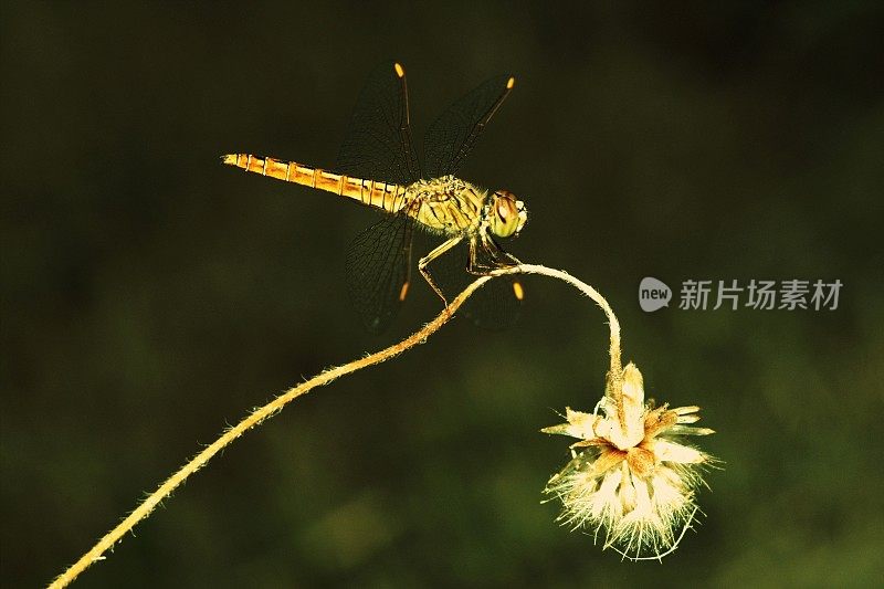 蜻蜓在长曲线草花上的特写(模糊的墨绿色背景)