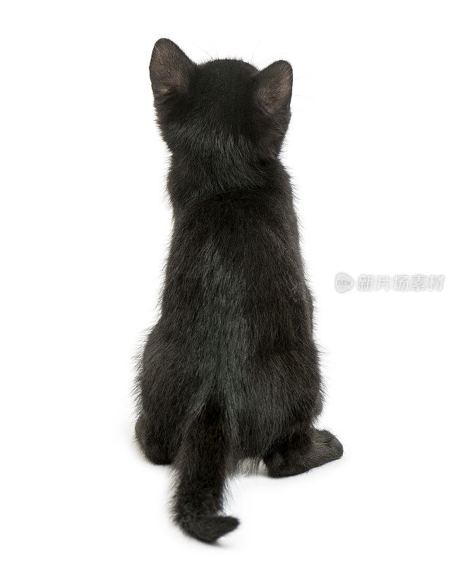 后视图的黑猫坐着，2个月大，孤立在白色