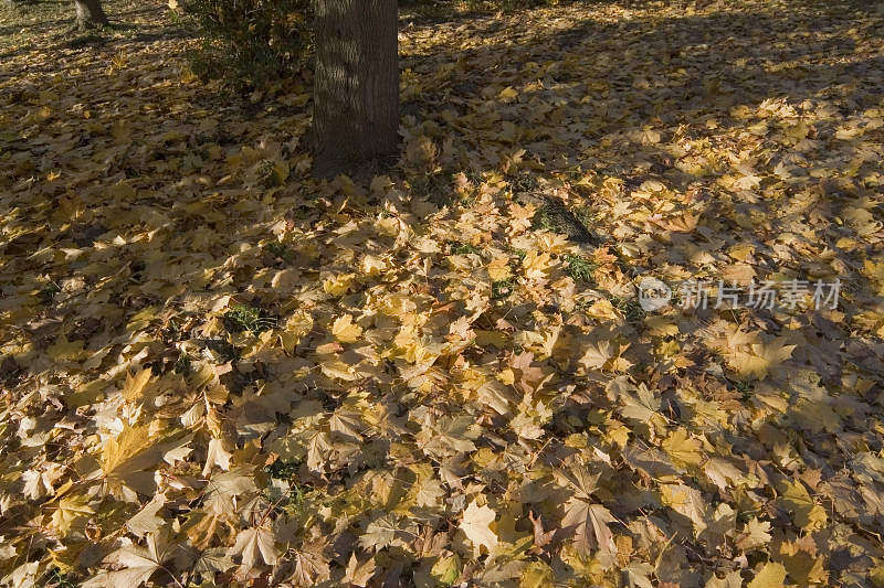 黄澄澄的树叶，秋天的落叶，秋天的风景森林