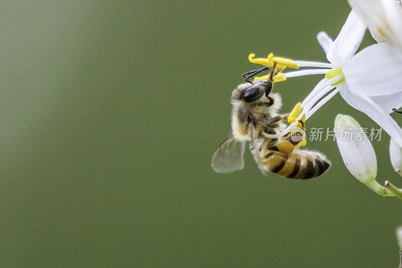 为吊兰授粉的蜜蜂