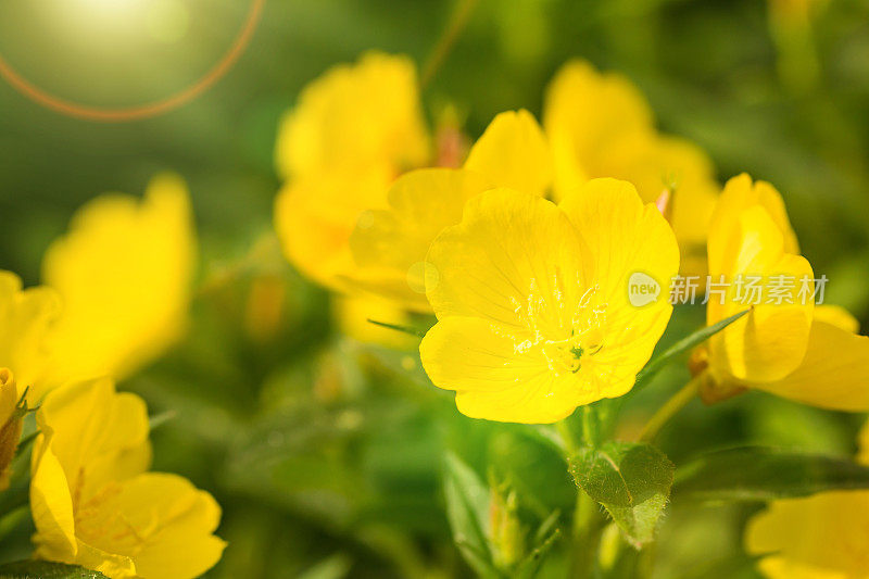 美丽的黄色的花