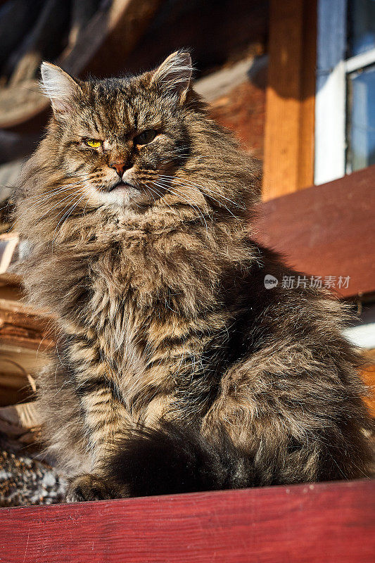 灵感毛茸茸的西伯利亚猫肖像