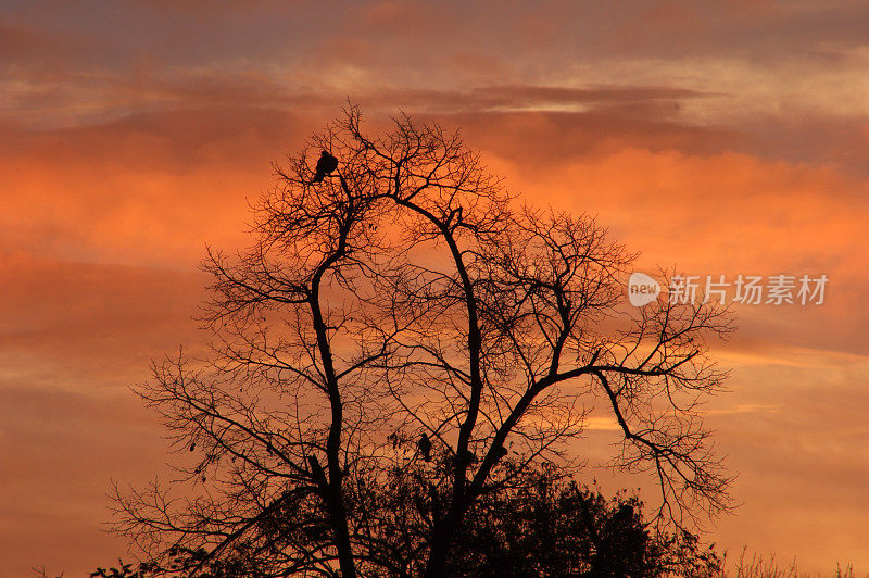 鸽子坐在树上