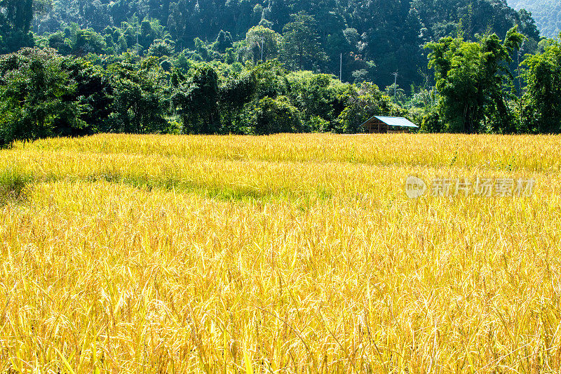 黄色的稻子美丽的田野