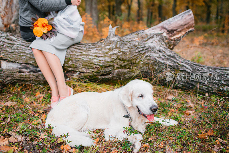 秋天白色的寻回犬的画像躺在黄色的树叶。背景相爱