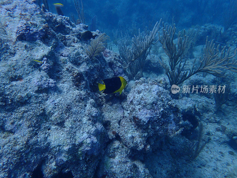 珊瑚礁小热带鱼
