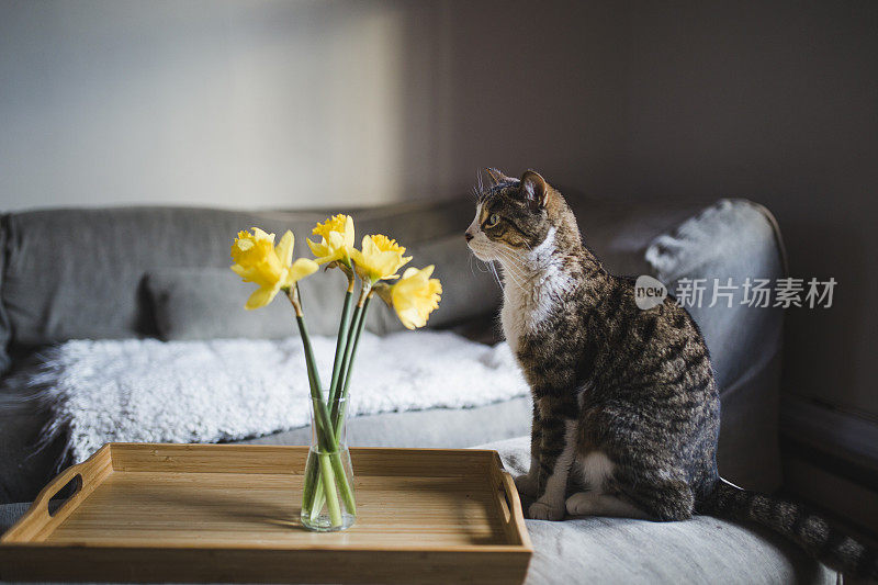 虎斑猫与水仙